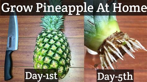 Leave the crown to dry for several days. Plant your pineapple top. You can use any 6-8-inch flower pot with a light-draining compost mix. Place the crown about an inch under the soil. Using a spray bottle, water lightly, just enough to moisten the soil. Place in a warm, sheltered location like a windowsill or warm patio.
